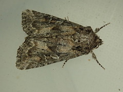 Ulolonche orbiculata