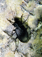 Chlaenius niger