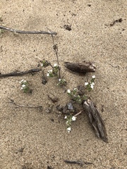 Cryptantha leiocarpa