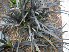 Ophiopogon planiscapus