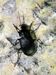 Chlaenius niger