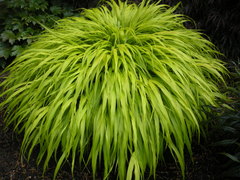 Hakonechloa macra