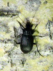 Chlaenius niger