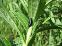 Trirhabda canadensis