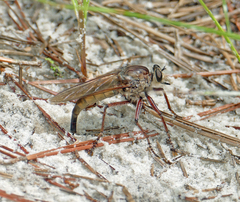 Proctacanthus longus