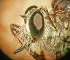 Proctacanthus longus