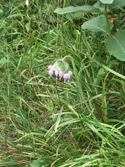Allium cernuum