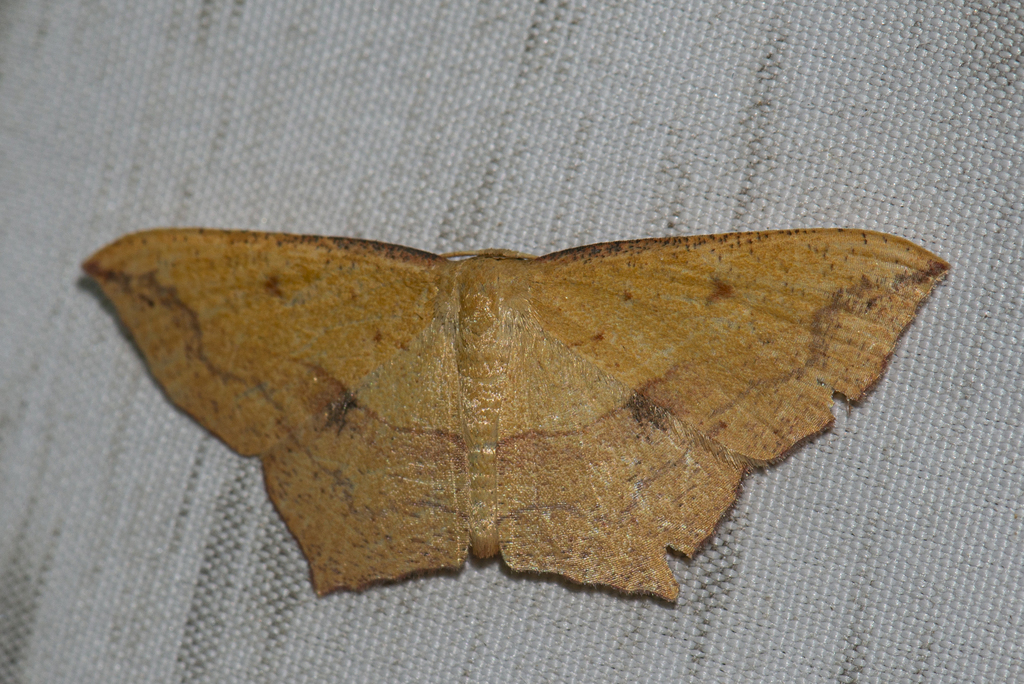 Timandra ruptilinea