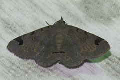 Mecodina