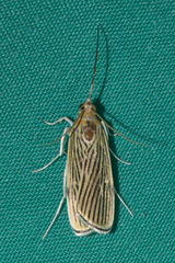 Tyspanodes linealis