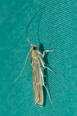 Tyspanodes linealis