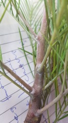 Grevillea dryandri dryandri