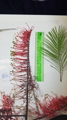 Grevillea dryandri dryandri