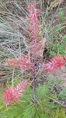 Grevillea dryandri dryandri