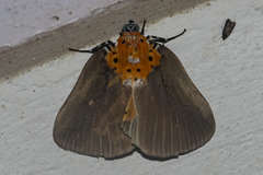 Peridrome orbicularis