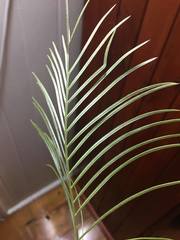 Grevillea dryandri dryandri