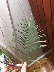 Grevillea dryandri dryandri