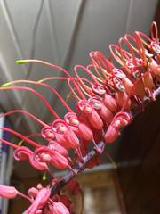 Grevillea dryandri dryandri