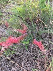 Grevillea dryandri dryandri