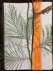 Grevillea dryandri dryandri