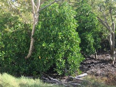 Bruguiera exaristata