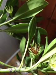 Bruguiera exaristata