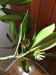 Bruguiera exaristata