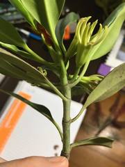 Bruguiera exaristata