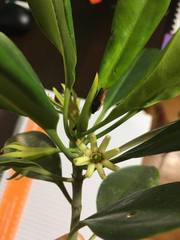 Bruguiera exaristata