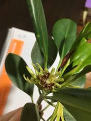 Bruguiera exaristata