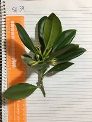 Bruguiera exaristata