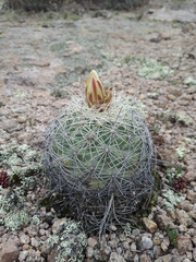 Coryphantha compacta