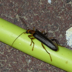 Nacerdes carniolica