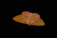Eumelea rosalia