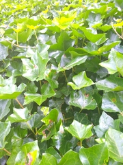Hedera helix
