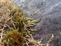 Selaginella wallacei