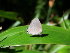 Strephonota tephraeus