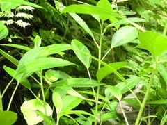 Myriocarpa obovata
