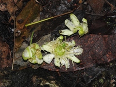 Passiflora lancetillensis