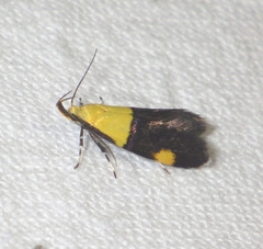 Oecophora bractella