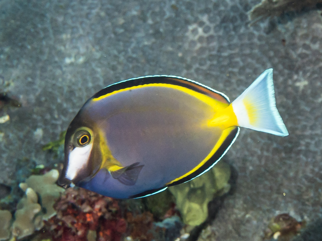 Japanese Surgeonfish