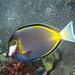 Japan Surgeonfish - Photo (c) Rickard Zerpe, some rights reserved (CC BY)