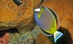 Japanese Surgeonfish photo 3