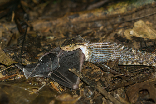 Bothrops asper