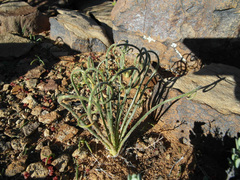 Albuca viscosa
