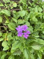 Glandularia maritima