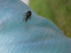 Phyllobius oblongus