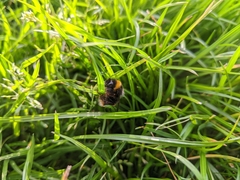 Bombus