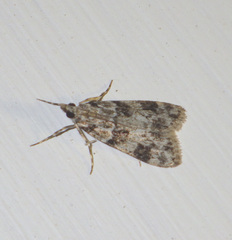 Eudonia delunella