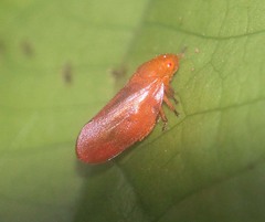 Eoscarta eos